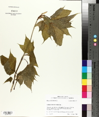 Acer pensylvanicum image