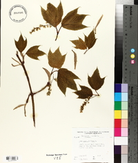 Acer pensylvanicum image