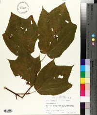 Acer pensylvanicum image