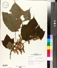 Acer pensylvanicum image