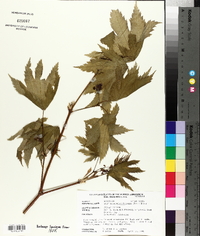 Acer pseudosieboldianum image