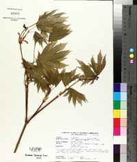 Acer pseudosieboldianum image