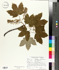 Acer pseudoplatanus image