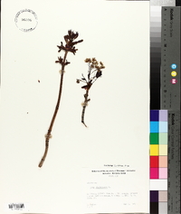 Acer platanoides image