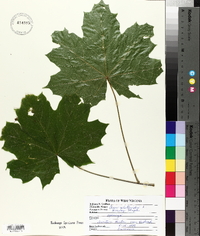 Acer platanoides image