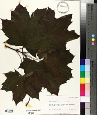 Acer platanoides image