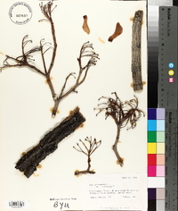 Acer platanoides image