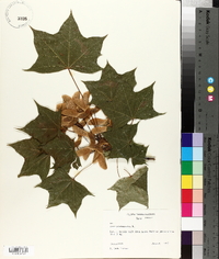 Acer platanoides image