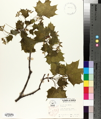 Acer platanoides image