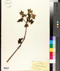 Acer platanoides image