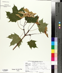 Acer platanoides image