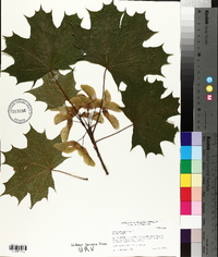 Acer platanoides image