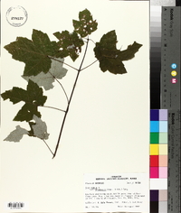 Acer rubrum var. drummondii image