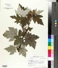 Acer rubrum var. drummondii image