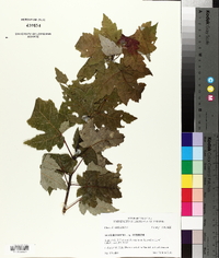 Acer rubrum var. rubrum image