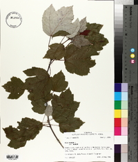 Acer rubrum var. rubrum image