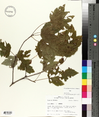 Acer rubrum var. rubrum image