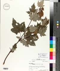 Acer rubrum var. rubrum image