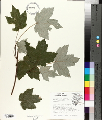 Acer rubrum var. drummondii image