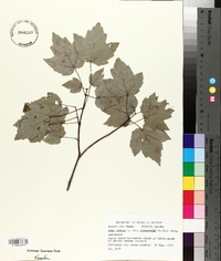 Acer rubrum var. drummondii image