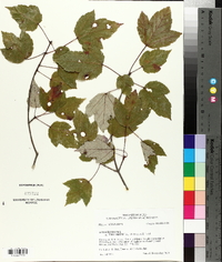 Acer rubrum var. trilobum image