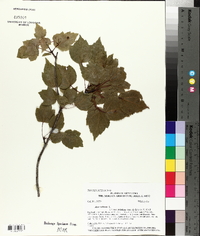 Acer rubrum var. trilobum image