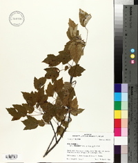 Acer rubrum var. trilobum image