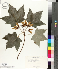 Acer saccharum var. glaucum image