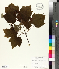 Acer spicatum image