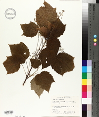 Acer spicatum image