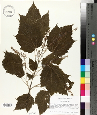 Acer spicatum image