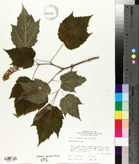 Acer spicatum image