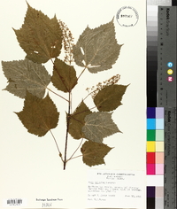 Acer spicatum image