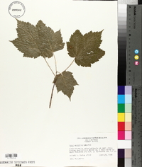 Acer spicatum image