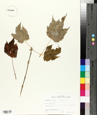 Acer spicatum image