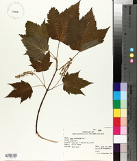 Acer spicatum image