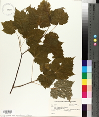 Acer spicatum image