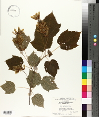 Acer spicatum image