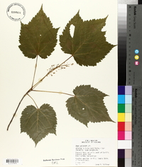 Acer spicatum image