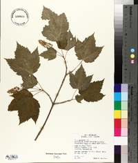 Acer spicatum image