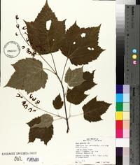 Acer spicatum image