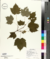 Acer spicatum image