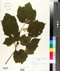 Acer spicatum image