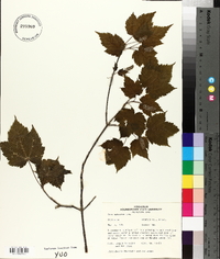 Acer spicatum image