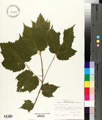 Acer spicatum image