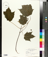 Acer spicatum image