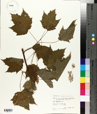 Acer spicatum image