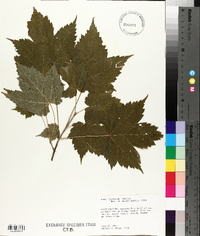 Acer spicatum image