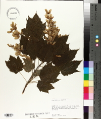 Acer spicatum image