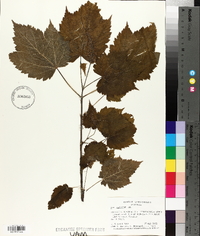 Acer spicatum image